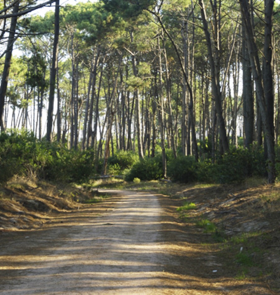 Terrain dans le quartier prive Dunas Jose Ignacio