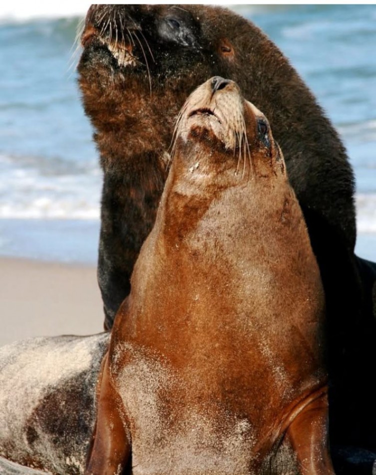 Parc national de Cabo Polonio. Zone exclusive de 18 hectares a acces restreint